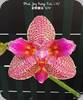 Phal. Joy Fairy Tale 670